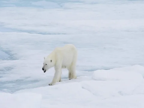 Polar bear walking in an arctic. Stock Footage 81303880