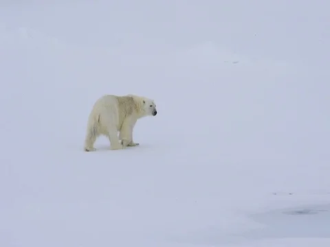 Polar bear walking in an arctic. Stock Footage 81303918