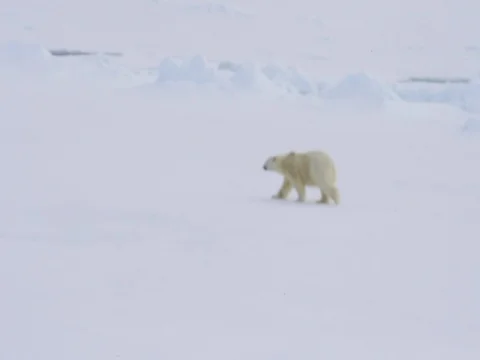 Polar bear walking in an arctic. Stock Footage 81303970
