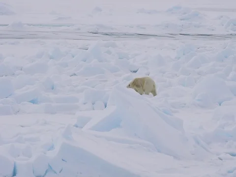 Polar bear walking in an arctic. Stock Footage 81304237
