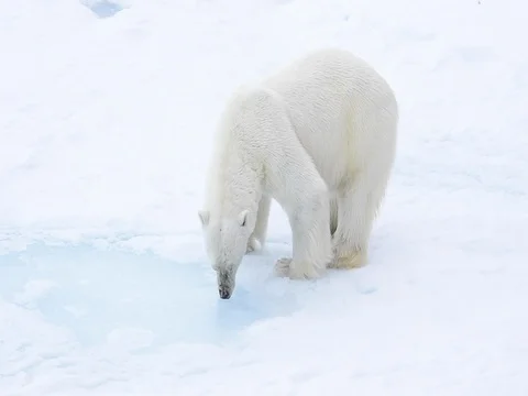 Polar bear walking in an arctic. Stock Footage 81304528