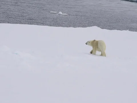 Polar bear walking in an arctic. Stock Footage 81304595