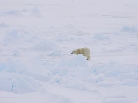 Polar bear walking in an arctic. Stock Footage 81304756