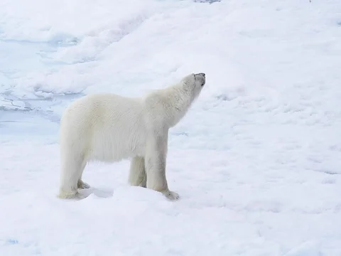 Polar bear walking in an arctic. Stock Footage 81304824