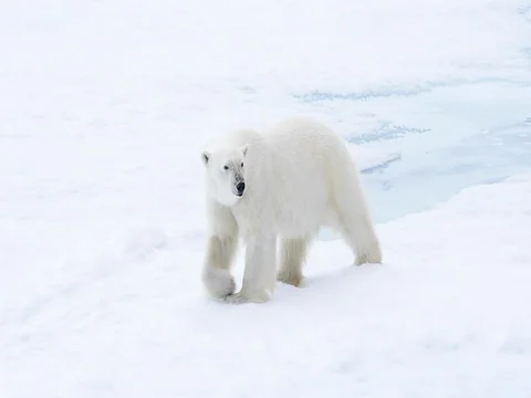 Polar bear walking in an arctic. Stockbeeldmateriaal 81304868