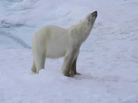 Polar bear walking in an arctic. Stock Footage 81305098