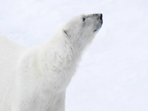 Polar bear walking in an arctic. Stock Footage 81305174