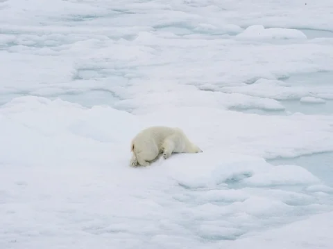 Polar bear walking in an arctic. Stock Footage 81305396