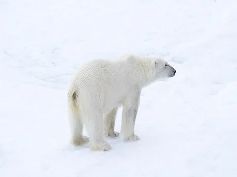 Polar bear walking in an arctic. Stock Footage 81308009
