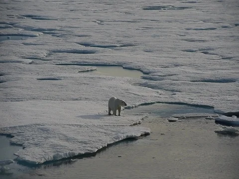 Polar bear walking in an arctic. Stock Footage 81308775
