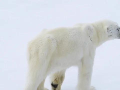 Polar bear walking in an arctic. Stockbeeldmateriaal 81308821