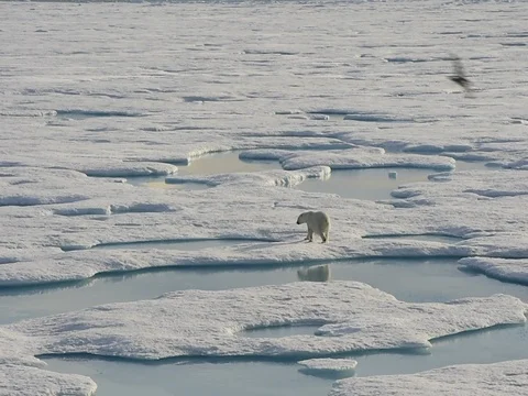 Polar bear walking in an arctic. Stockbeeldmateriaal 81309484
