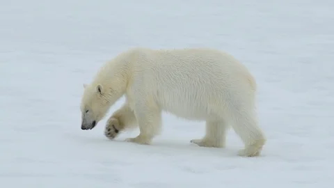 Polar bear walking in an arctic. Stock Footage 92442580