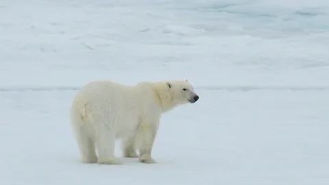 Polar bear walking in an arctic. Stock Footage 92443784