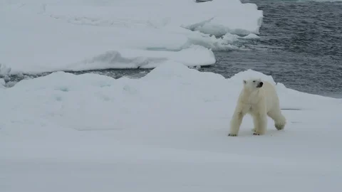 Polar bear walking in an arctic. Stock Footage 92444985