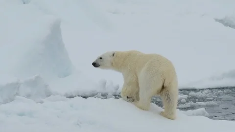 Polar bear walking in an arctic. Stock Footage 92445953