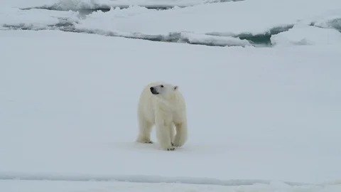Polar bear walking in an arctic. Stock Footage 92447420