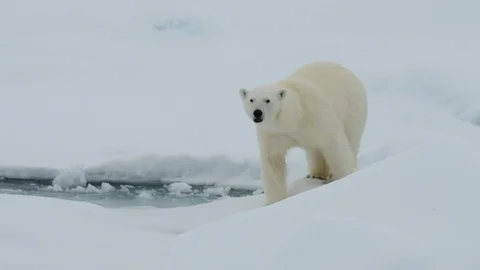 Polar bear walking in an arctic. Stock Footage 92448199