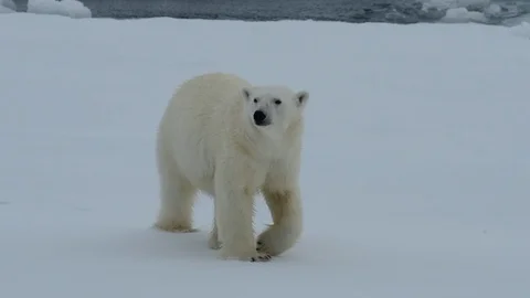 Polar bear walking in an arctic. Stock Footage 92448714