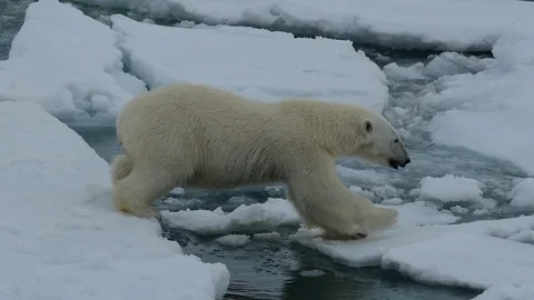 Polar bear walking in an arctic. Stockbeeldmateriaal 92449242