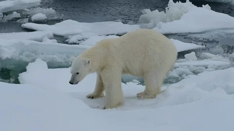 Polar bear walking in an arctic. Video stock 92449657