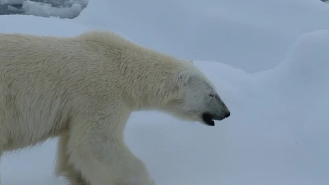 Polar bear walking in an arctic. Stock Footage 92450246