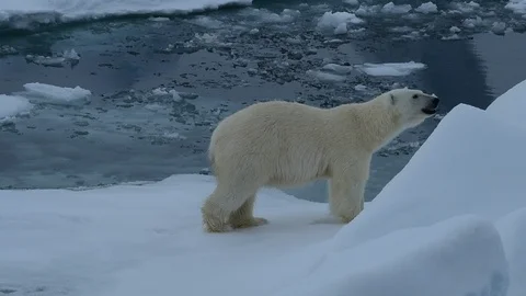 Polar bear walking in an arctic. Video stock 92450994