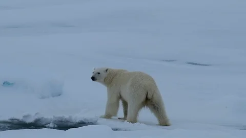 Polar bear walking in an arctic. Stock Footage 92452533