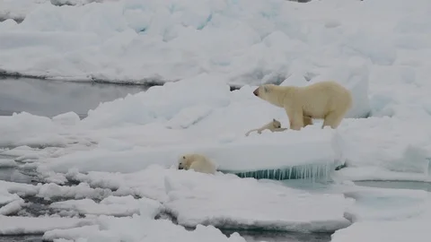 Polar bear walking in an arctic. Stock Footage 92458840