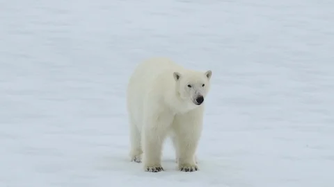 Polar bear walking in an arctic. Video stock 92937042