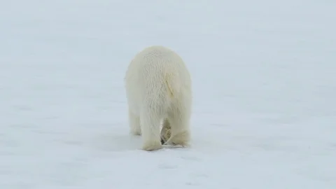 Polar bear walking in an arctic. Stock Footage 92937331