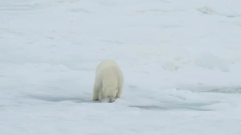 Polar bear walking in an arctic. Stock Footage 92937777