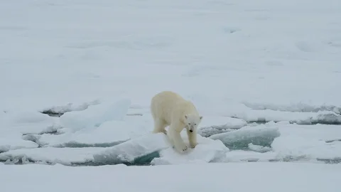 Polar bear walking in an arctic. Stock Footage 92938633