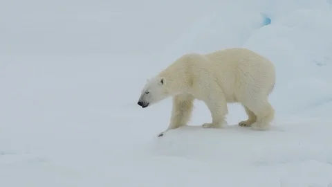Polar bear walking in an arctic. Stock Footage 92938992