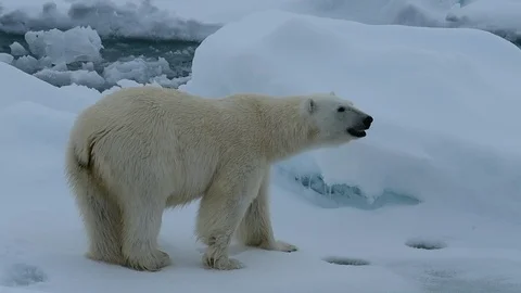 Polar bear walking in an arctic. Stock Footage 92939554