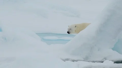 Polar bear walking in an arctic. Stock Footage 92942737