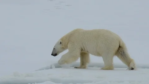 Polar bear walking in an arctic. Stockbeeldmateriaal 92944659
