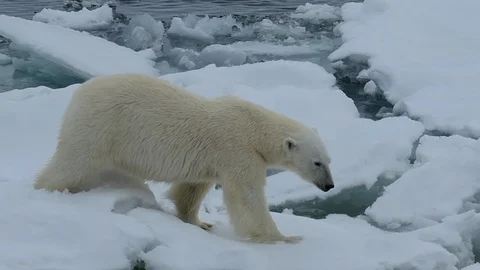 Polar bear walking in an arctic. Stock Footage 92946835
