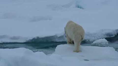 Polar bear walking in an arctic. Stock Footage 92949442