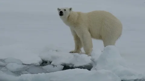 Polar bear walking in an arctic. Stock Footage 92955918