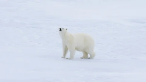 Polar bear walking in an arctic. Video stock 94253799