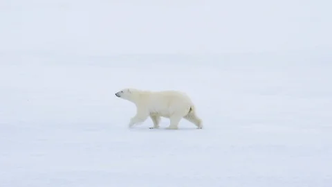 Polar bear walking in an arctic. Stock Footage 94255019
