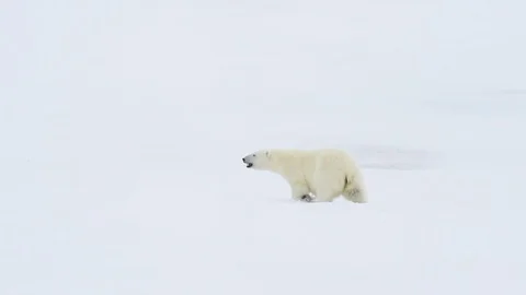 Polar bear walking in an arctic. Stock Footage 94255951