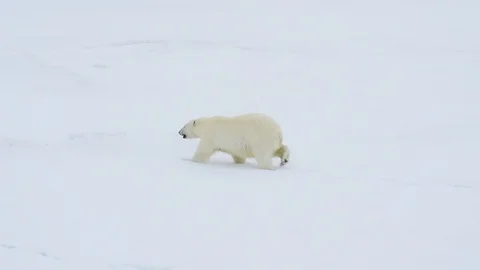 Polar bear walking in an arctic. Stock Footage 94256903