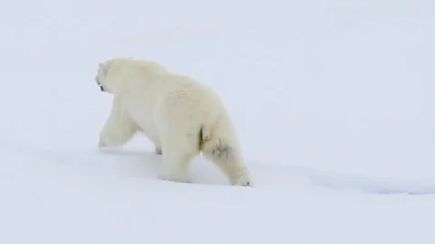 Polar bear walking in an arctic. Video stock 94257498