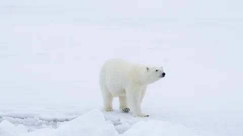 Polar bear walking in an arctic. Stock Footage 94259334
