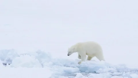 Polar bear walking in an arctic. Stock Footage 94261489