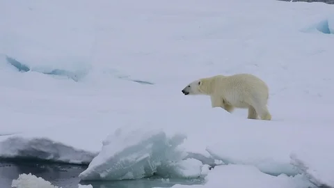 Polar bear walking in an arctic. Stock Footage 94263174