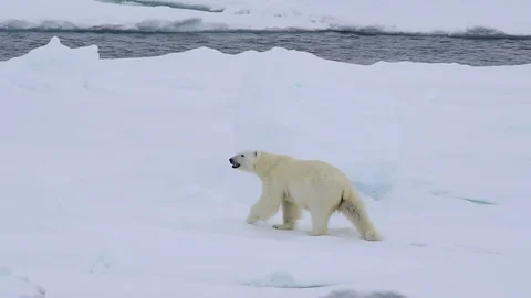 Polar bear walking in an arctic. Stock Footage 94263910