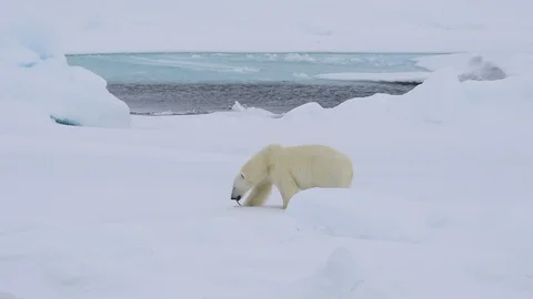 Polar bear walking in an arctic. Stock Footage 94264608